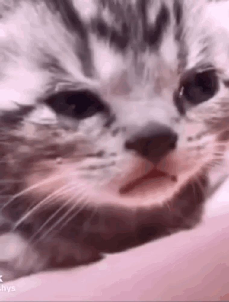 a close up of a cat 's face with its mouth open and looking at the camera .