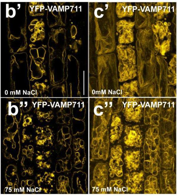 Fig. 1: Vacuoles respond to salt stress. Confocal images of root cells from Col-0 YFP-VAMP711 treated with 0 mM or 75 mM NaCl  for 24 h, showing YFP fluorescence. (b’-b’’) Magnification of (Fig1.a), highlighting vacuole convolution in the medial plane. (c-c "”) 3D projections of YFP-VAMP711 at 0 mM (c") or 75 mM NaCl (c""), showing how a full reconstruction can mask vacuole convolution.