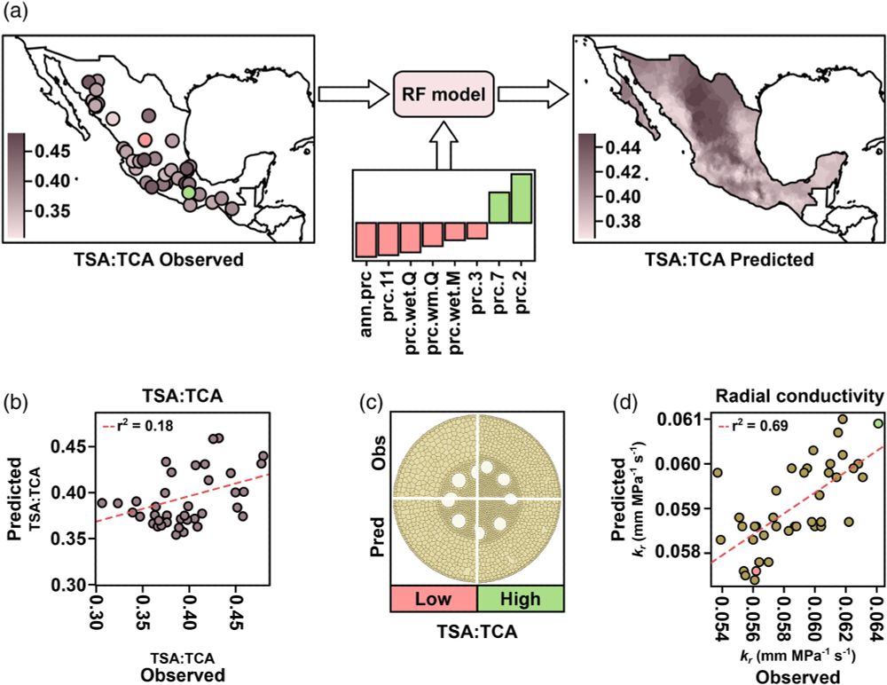 Home environment predicts root anatomy in Mexican native maize. (a) Random forest (RF) modeling for the ratio of total stele area:total cortical area. Accession point of origin colored by observed TSA:TCA from Burton et al. (2013). Trait-specific significant environmental descriptors used for RF model construction. Smoothed RF predicted TSA:TCA for native Mexican maize. (b) RF predicted vs observed TSA:TCA values for all individuals used in model training and validation. (c) Composite GRANAR representation of observed (obs) and predicted (pred) GRANAR sections for the accessions with the lowest (low, pink) and highest (high, green) observed TSA:TCA. Predicted GRANAR cross-sections use predictions for all traits for which RF models were constructed. Hydraulic properties were estimated with MECHA