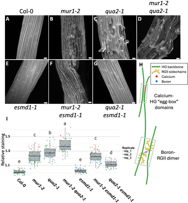 Figure 2: Homogalacturonan deficiency and rhamnogalacturonan-II
dimerization defects affect adhesion through largely separate pathways. (A-G)
Representative max intensity Z-projections of confocal stacks from 4-days-old darkgrown hypocotyl stained with propidium iodide from Col-0 (A), mur1-2 (B), qua2-1 (C),
mur1-2 qua2-1 (D), esmd1-1 (E), mur1-2 esmd1-1 (F) and qua2-1 esmd1-1 (G). (H)
Schematic representation of Boron-Rhamnogalacturonan-II (RG-II) dimers and
Calcium-Homogalacturonan (HG) “egg-box” crosslinking domains along the HG
backbone. (I) Quantification of the relative ruthenium red staining intensity (see
representative images and length quantification in figure S3). Boxplots summarize
three biological replicates, as represented by dots of different colors, and letters
describe the statistically significant differences between populations determined by
one-way ANOVA followed by Tukey’s HSD test (P < 0.05).[Scale bars, 30µm in images
(A-G).] See related content in figure S2 and S3.