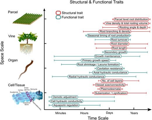 Root structural and functional traits that interact to bring about root system behavior under drought. One reason root system behavior is so challenging to study and predict is that it results from a complex interaction of structural (red) and functional (cyan) traits that interact across different scales of time (x-axis) and space (y-axis). Even single traits can manifest across different scales of time (whiskers). For example, a complex functional trait like radial hydraulic conductance can change over very short time frames (i.e. minutes to hours) via changes in aquaporin regulation and cell hydraulic conductivity, and over very long time frames (i.e. days to years) via changes in suberization, cell number, and the extent of secondary growth.