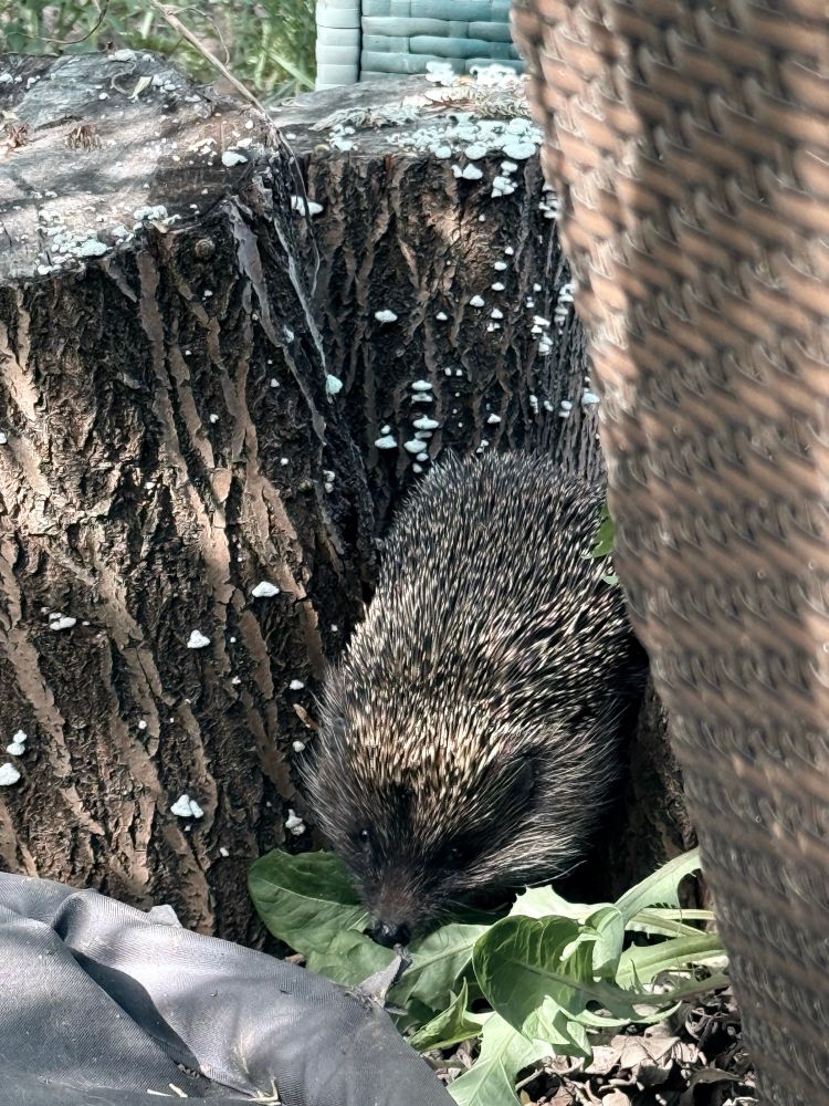 igel zwischen baumstämmen