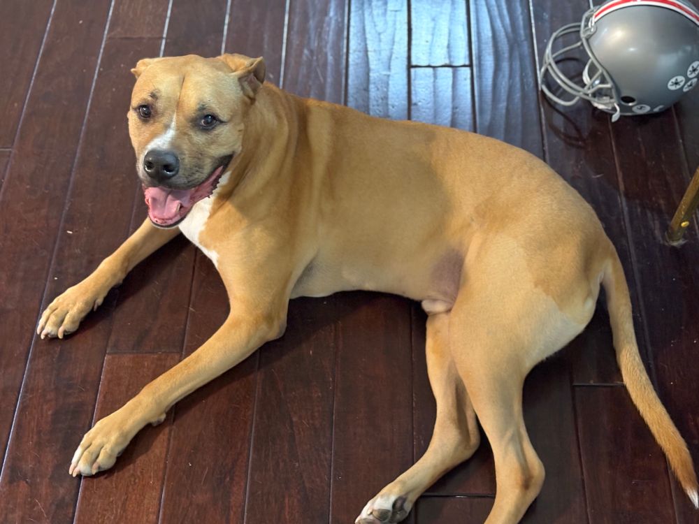 Odie, a big tan dog, lies on a wood floor