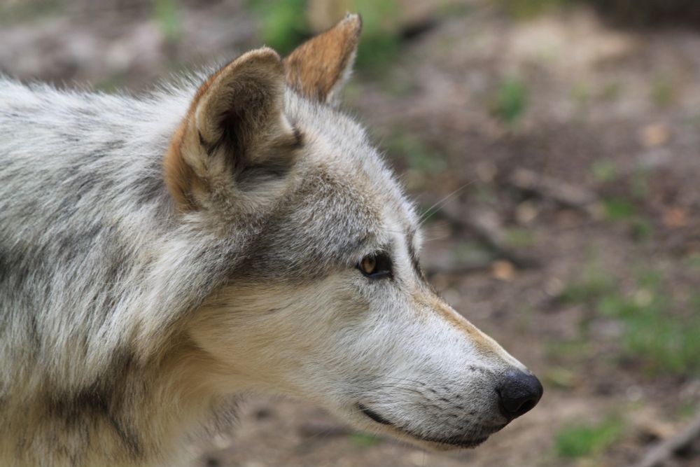 A wolf seen in profile, focused on its head. https://upload.wikimedia.org/wikipedia/commons/a/a9/Canis_lupus_Kopf.JPG