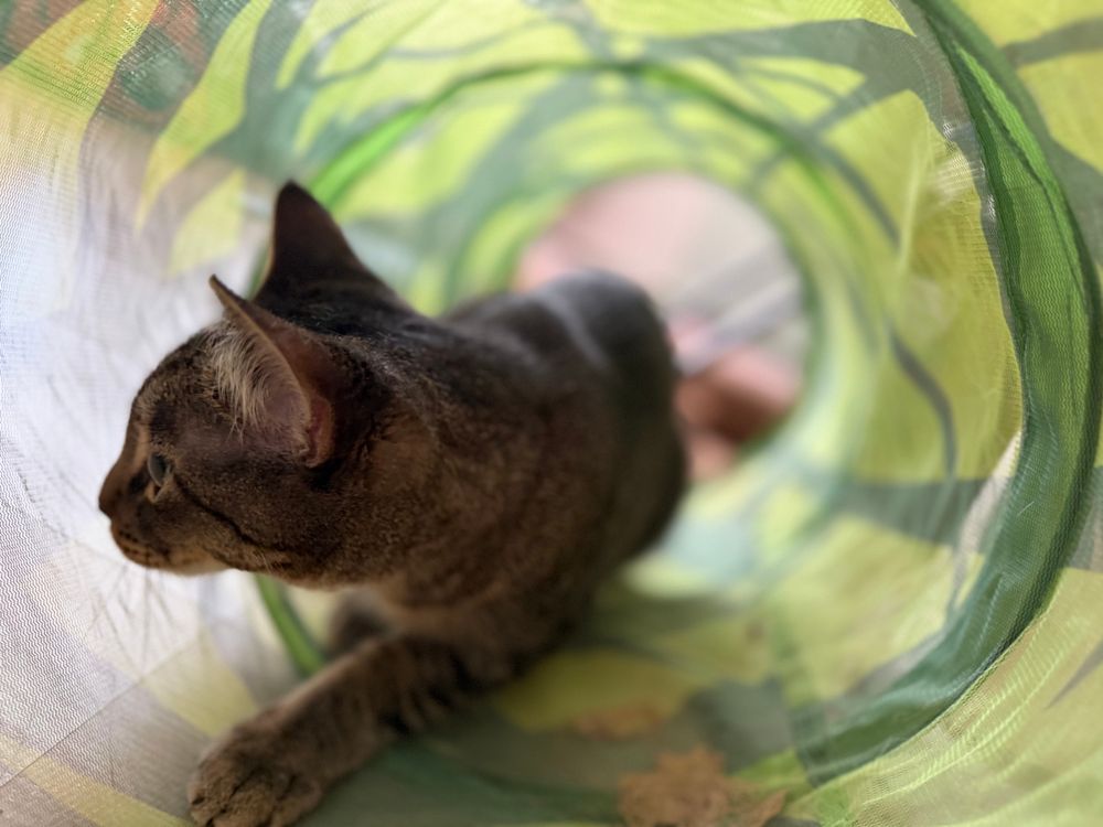 Tabby cat playing in a mesh pop-up tube