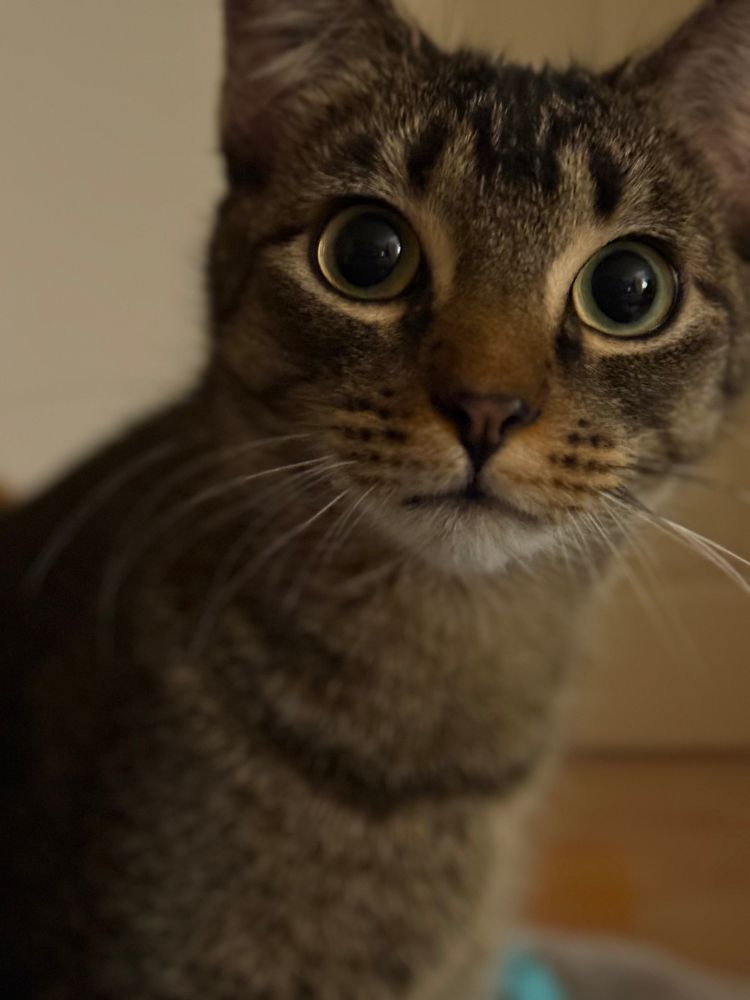 Lily, on a light turquoise cat blanket 