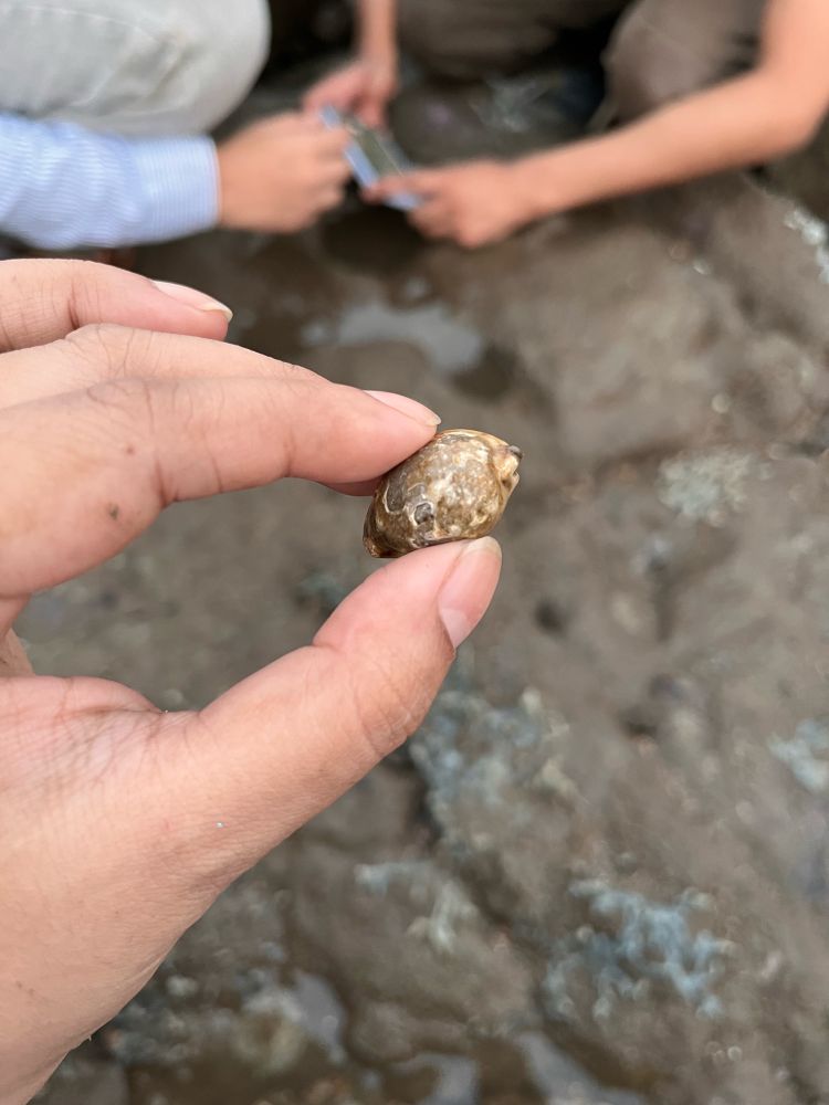 Cowrie shells, very alive