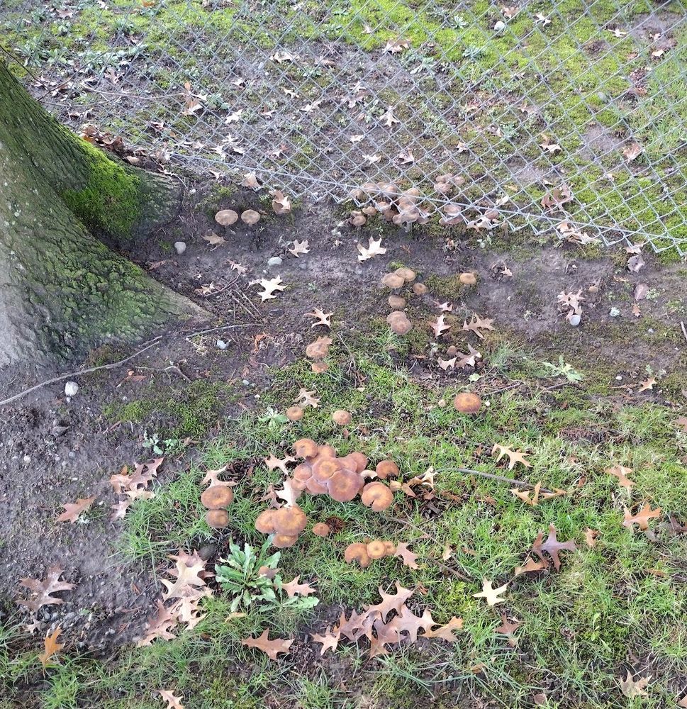 Sparse grass on mud near the base of a tree, with a chain link fence pressed up against it. A couple dozen mushrooms ranging from pale to dark ruddy brown and fingernail to silver dollar sized are scattered around the grass, the mud, and under the fence.