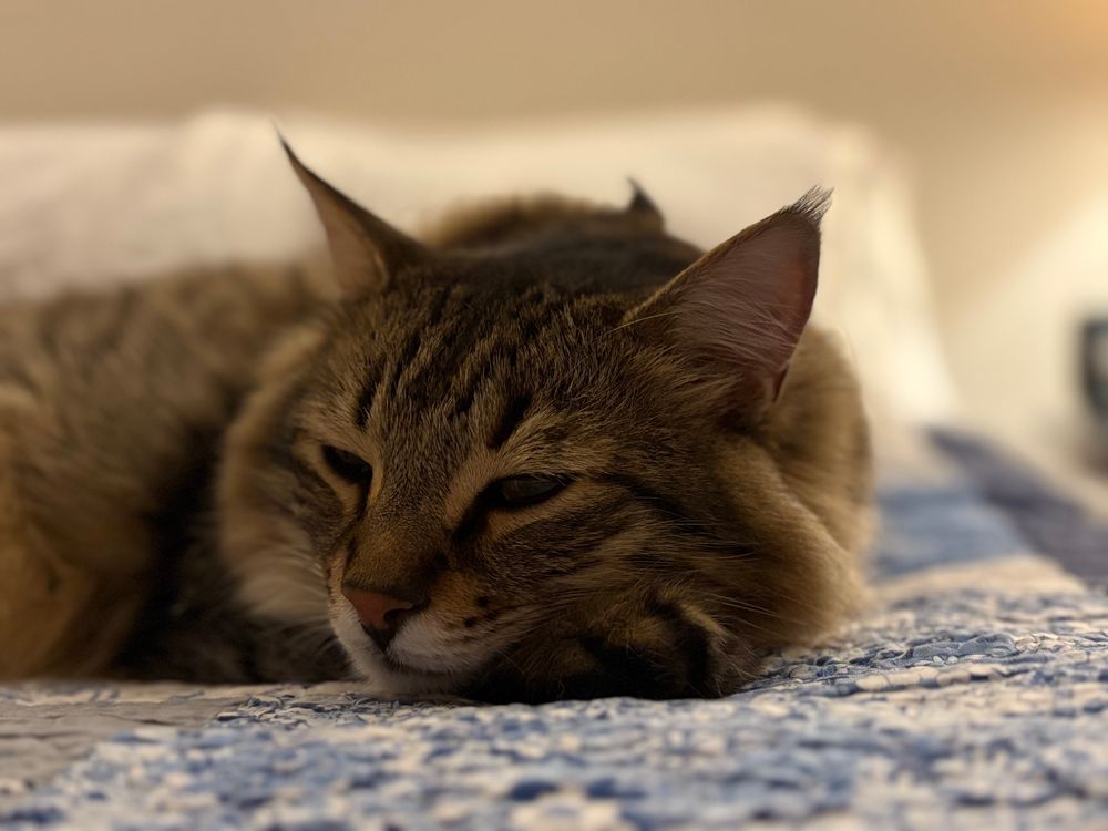 Adorably floofy tabby, staring into space and nearly asleep, while looking dumb. 
