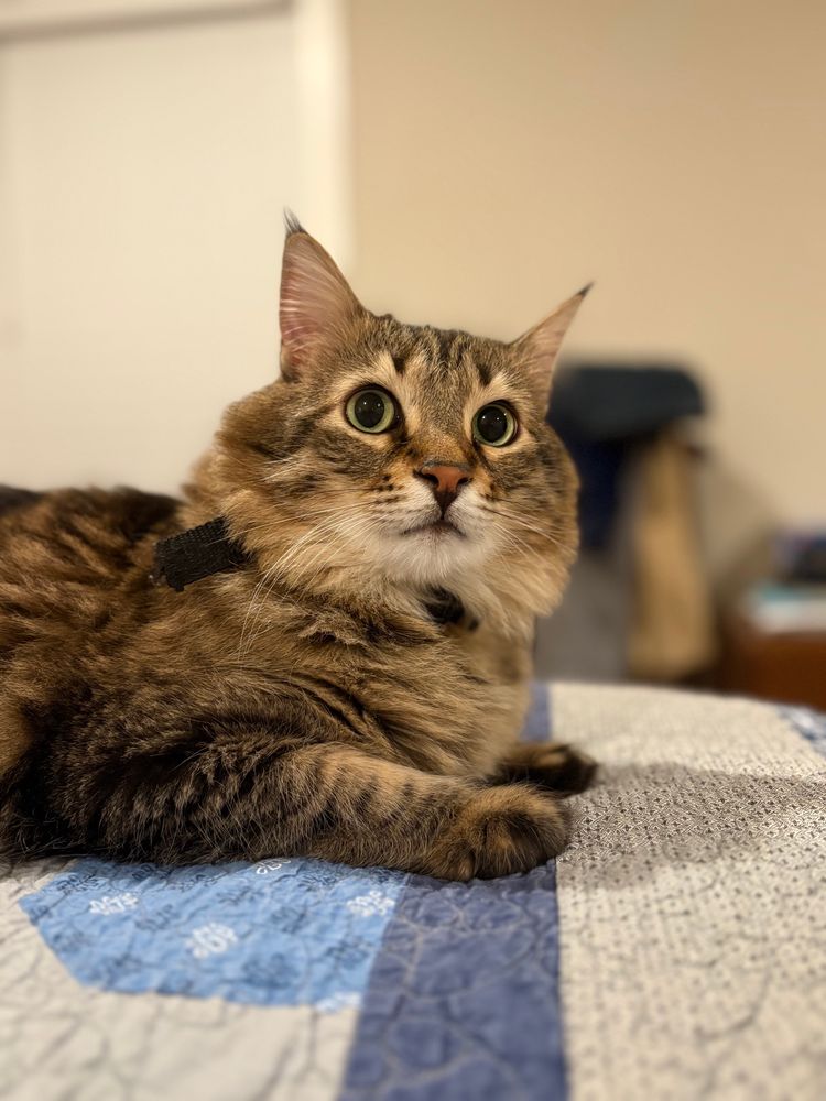 Absolutely gorgeous, floofy tabby cat staring vacantly into space. The photo is taken in portrait mode and captures his striking beauty and also his vapid expression.  