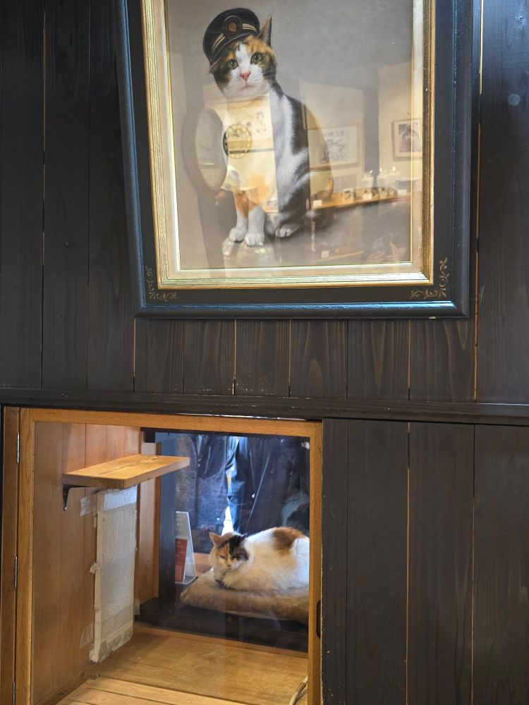 Cat is station master?