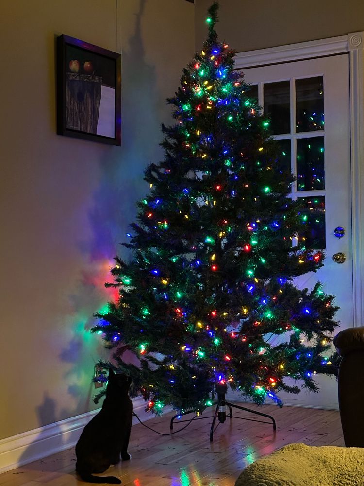 A black cat sitting before a lighted Christmas tree, eyeing it…