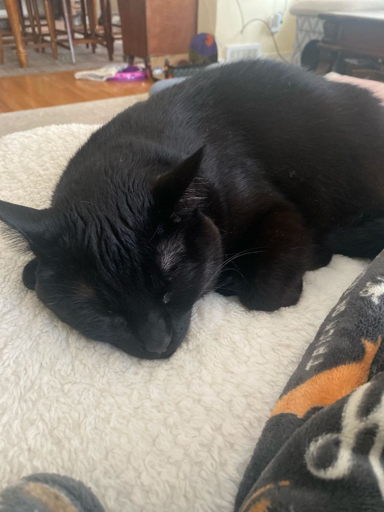 A black cat sleeping on a white fuzzy blanket 