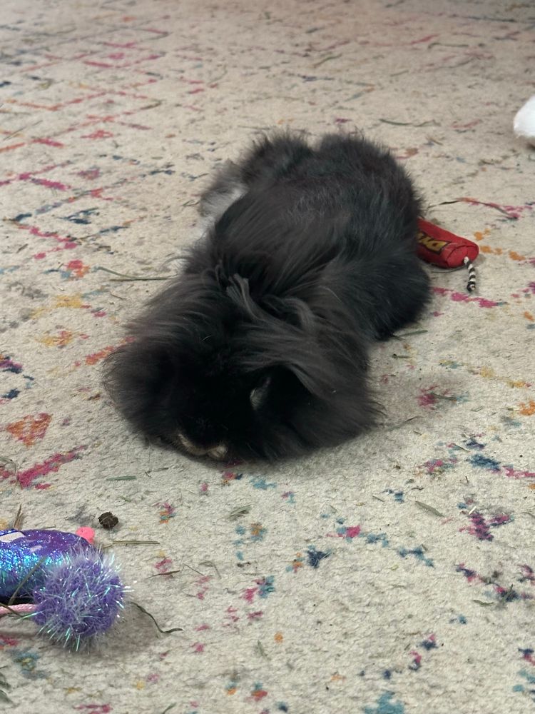 The same very fluffy rabbit is flopped out FLAT on the floor. 
