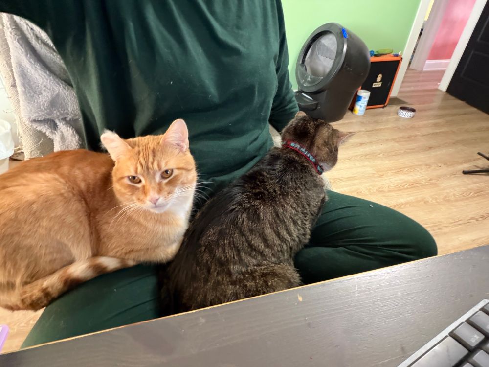 A woman sits criss cross applesauce on an office chair. On her lap are a brown tabby cat and an orange tabby cat. everyone is snuggling. 
