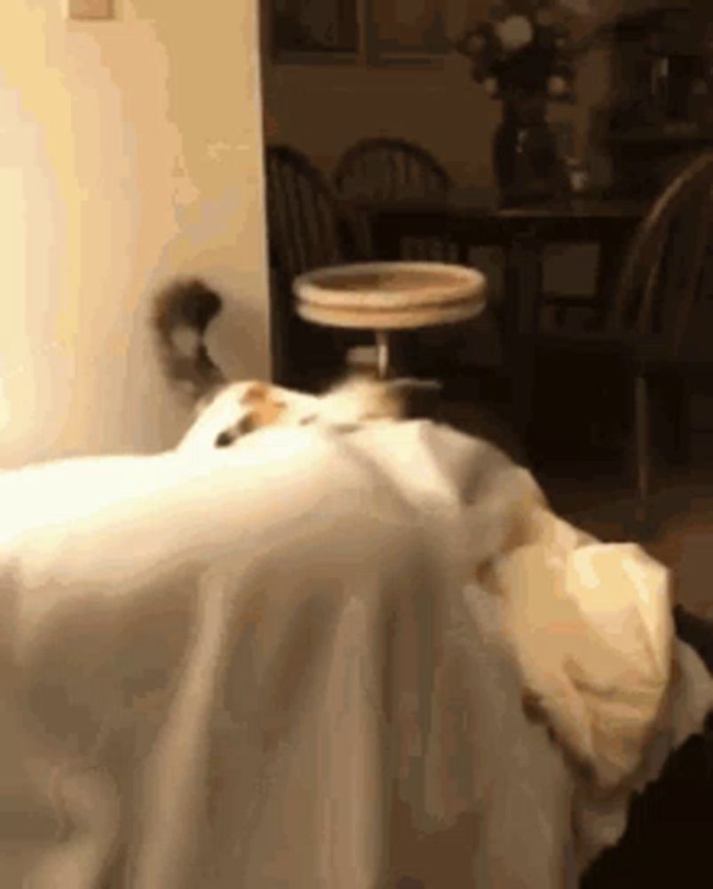 Angry Cat GIF