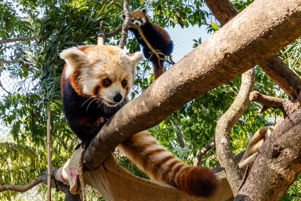 Ruby the red panda (front) glances at our camera as she makes her way along a tree branch bridge. Meanwhile, Raj the red panda (behind) looks down from an elevated branch he’s hunkered down on.