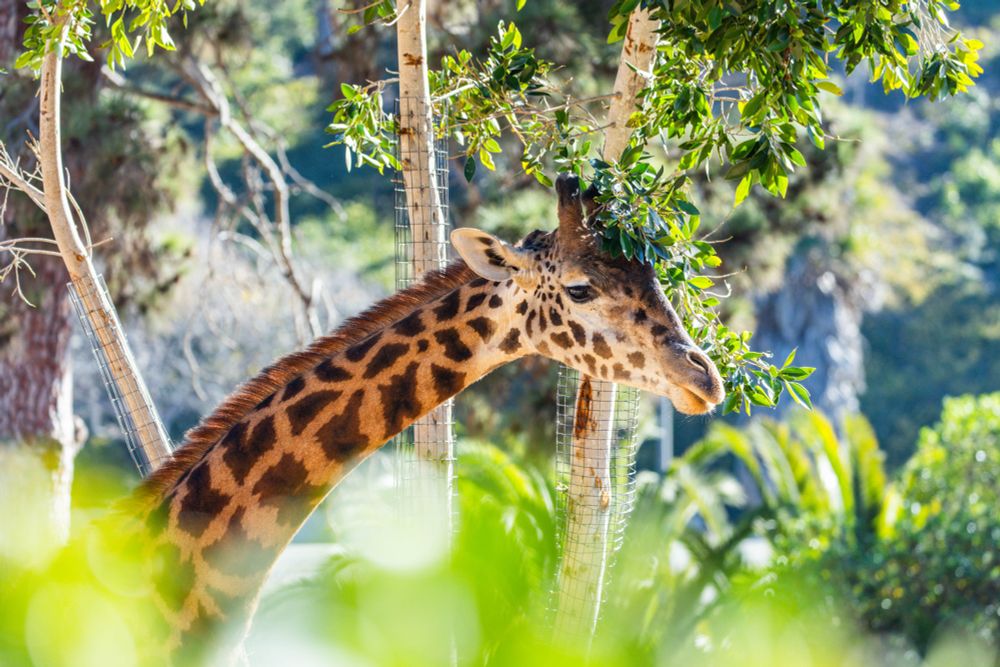 Theo the Masai giraffe ducks under a leaf-covered branch hanging from a tree. The leaves rest on top of his head and he looks at our camera as if to model a green wig for us.