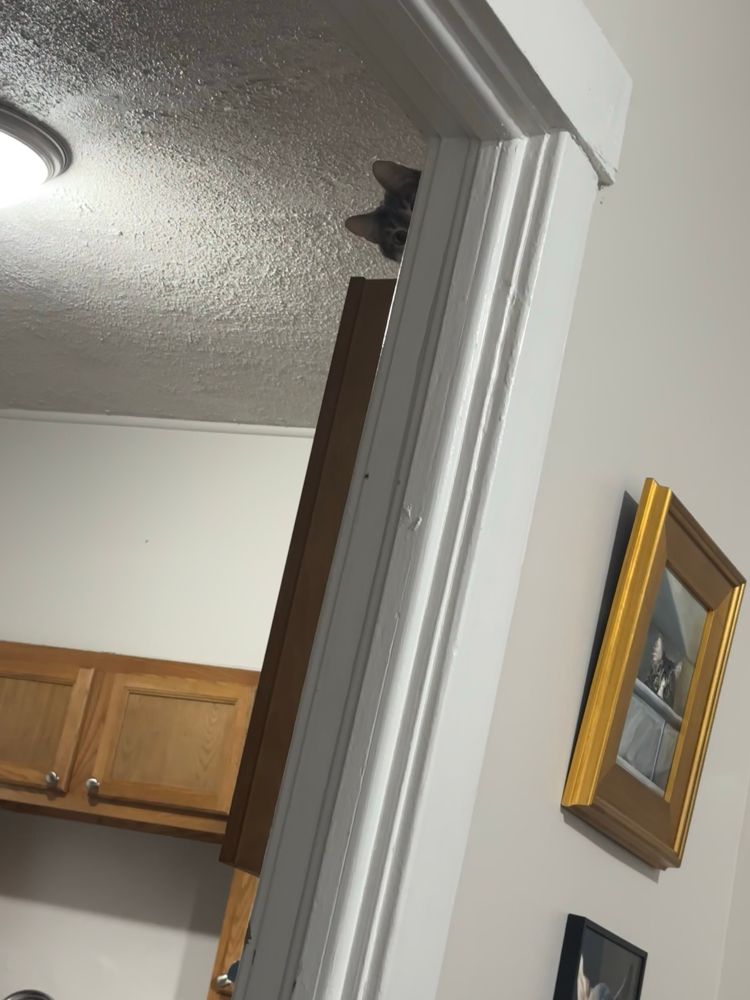 Charley, my only nephew (who happens to be a cat), has once again trapped himself on top of the kitchen cabinets. He is now peering down in regret while I inform him that I am not, in fact, a firefighter and that he’ll have to wait for rescue until my blood sugar comes back up. On the wall, a framed photo of his late cousin Ari—my cat, who had far more sense—watches over this foolishness, likely judging him from beyond.