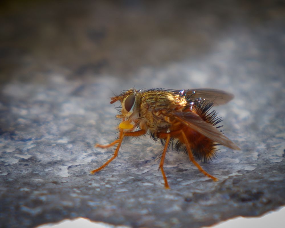 Orange and brown fly with bristles on its head and back