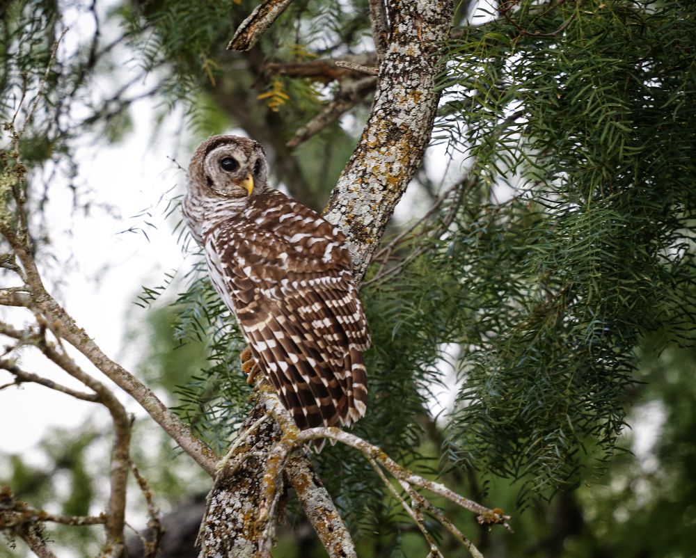 Barred Owl in a pine tree