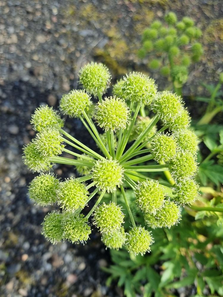 A green angelica head looking like an exploding firework, against a black gravel ground with some leaf cover at the bottom right and another distant head top right 