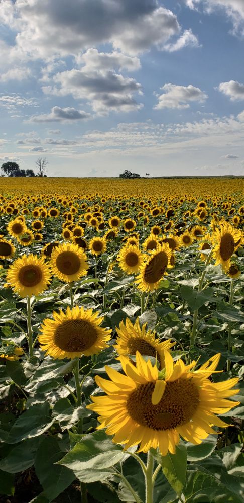Huge sunflower field under a blue summer sky. And yes I was very careful to stand on the edge and not trample the crop like so many people seem to feel entitled to do these days. 