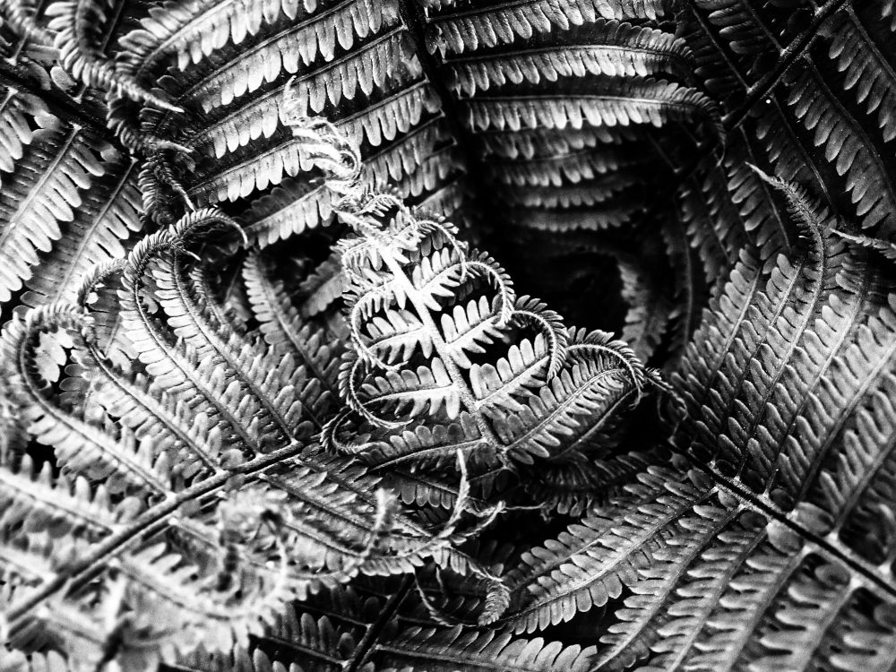 Looking down into the heart of an unfurling fern is magical. So many curls and textures and patterns. Even though it's the one green I've been craving all winter I've perversely made this black and white which actually makes it easier to appreciate the details. ♥️ 