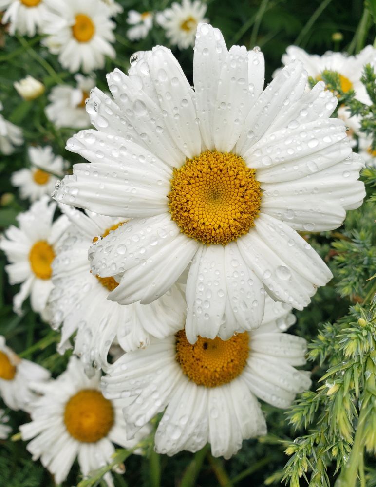 Close up shot taken in my garden, daisies drenched with rain. 