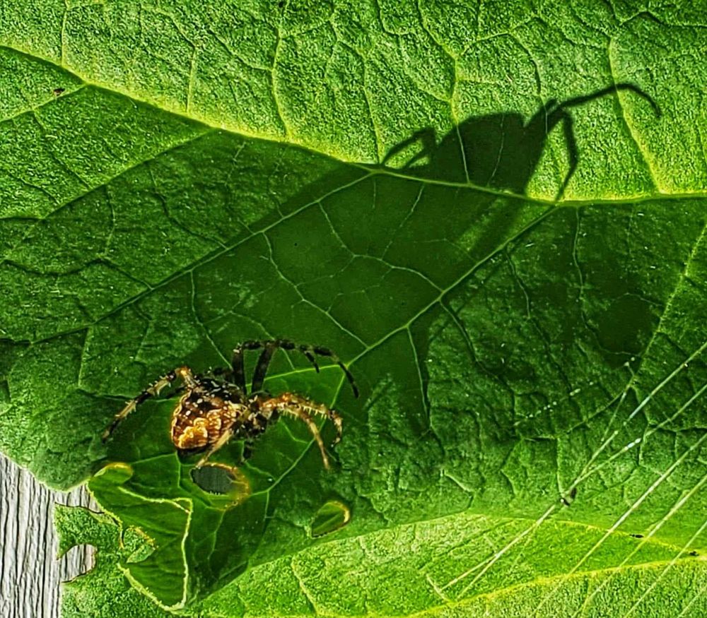 Spider on a rhubarb leaf casts a huge shadow in the morning sun. 