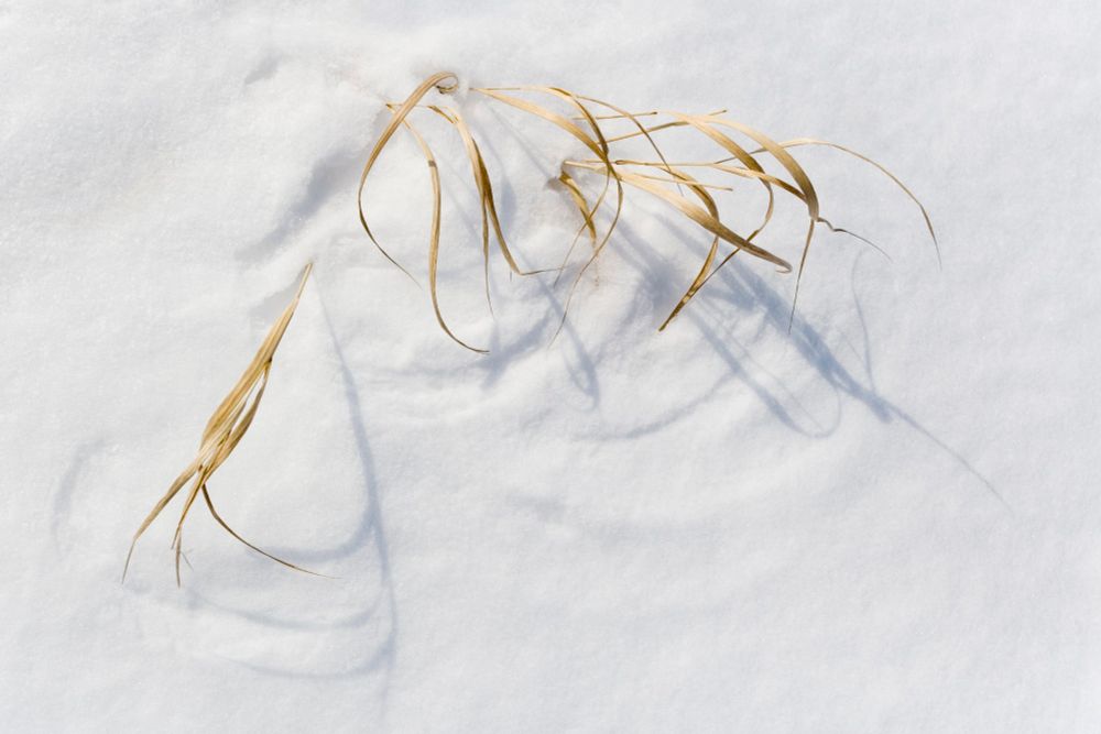 Shot looking down into a snow drift, the wind has pushed the tips of the golden grass sticking out of the snow, causing them to draw half circle arcs into the soft white canvas of the drift. 