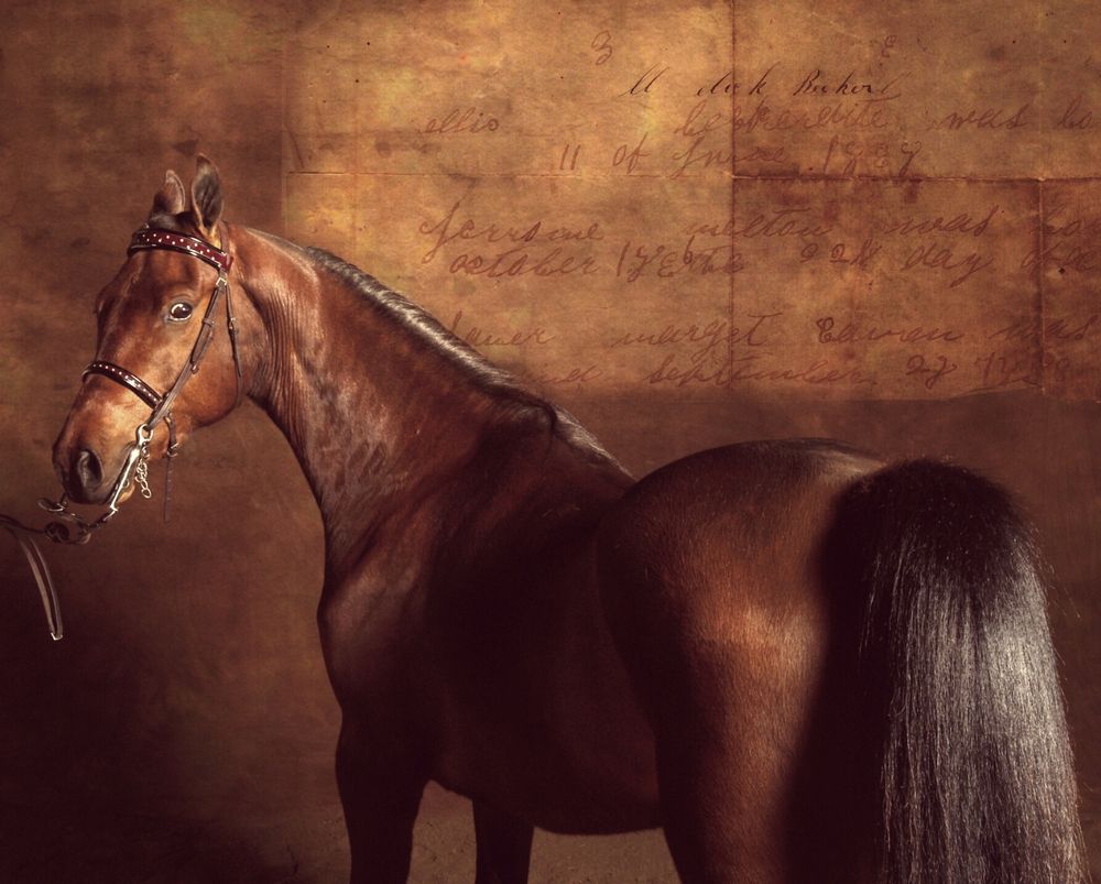 A horse stands against an 