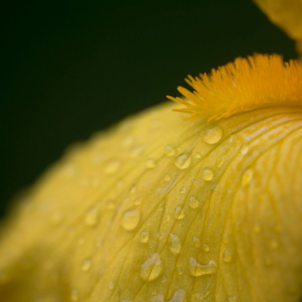 Sometimes I like to imagine how flowers look to an insect. Cathedrals of colour and texture. This is the entrance to a yellow bearded iris, dotted with raindrops. 