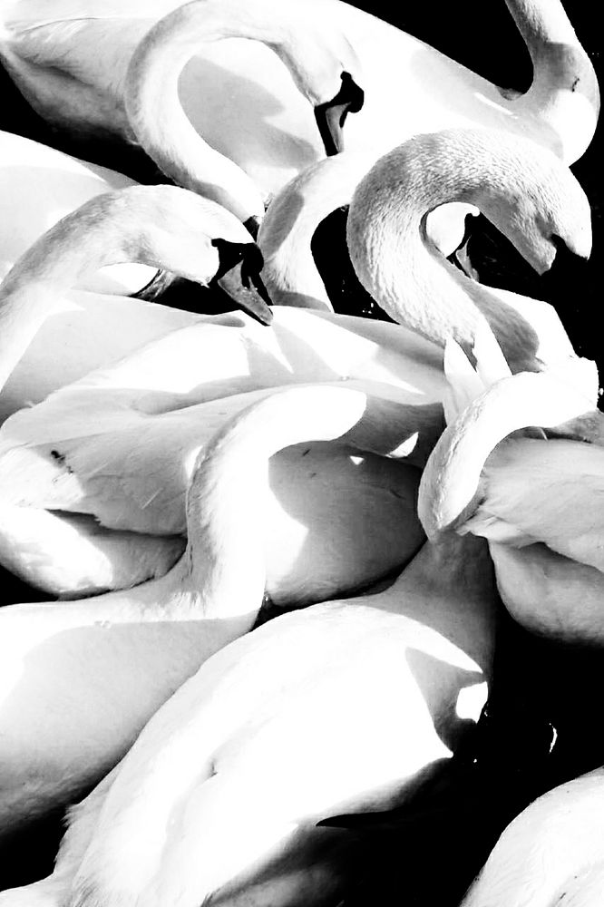 Black and white photo. Looking down on a tangle of swans, competing for food. 