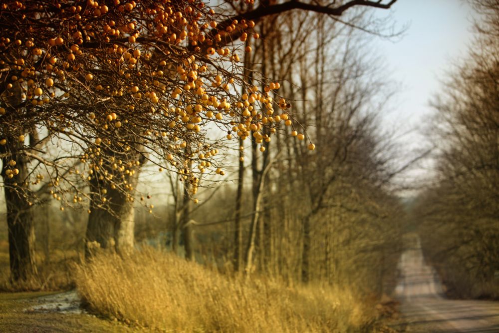 Country Road in November, Apple trees golden in the sun