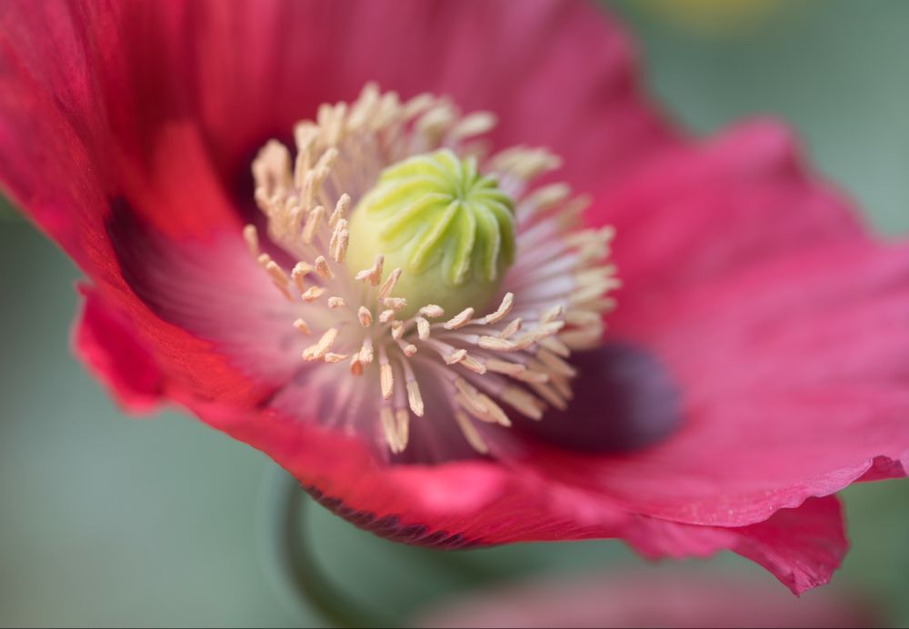 Macro shot, Canon 5DMk2, Opium Poppy