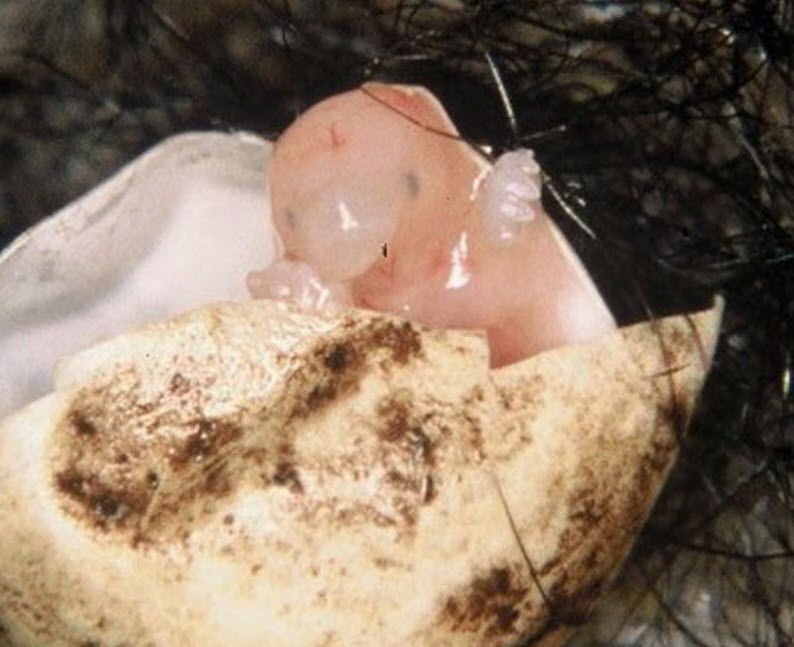 Article image of newly hatched Echidna