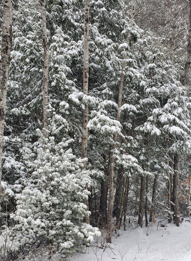 Evergreen trees covered in snow.