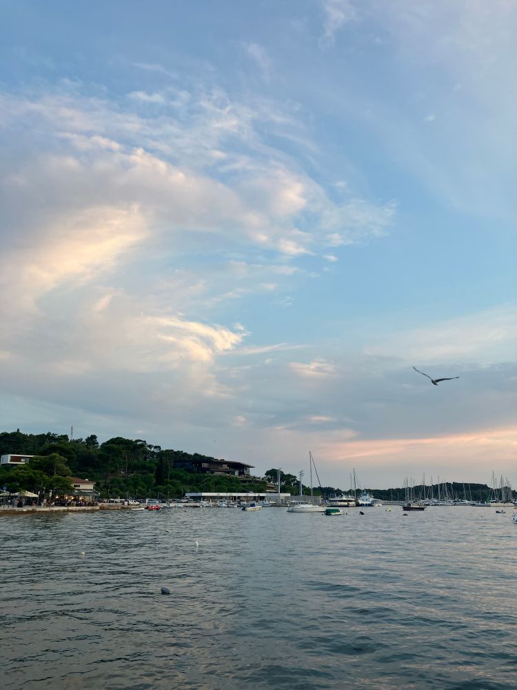 The adriatic coast pictured with a relatively still sea and boats scattered in the distance, highlighted by the deep rich green of the forest lining the coast . A seagull flies in the middle ground and the sky has a pinkish hue beneath the clouds; this is just before sunset.