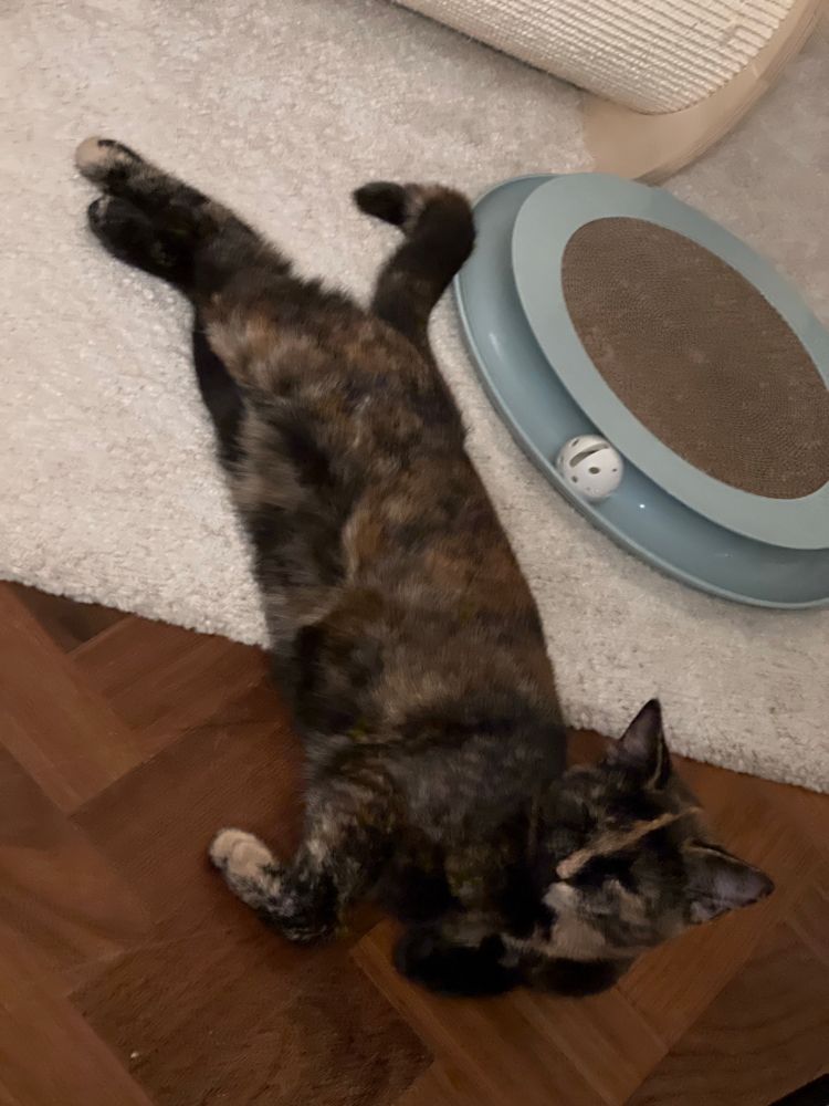 Brioche the tortoiseshell kitten lies across a wooden floor and a white rug, with her back legs stretched out. Her eyes are closed, and she is all long.