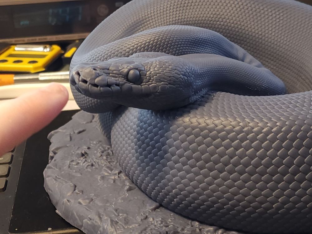 A life size 3D print of a ball python with my finger avout to boop them