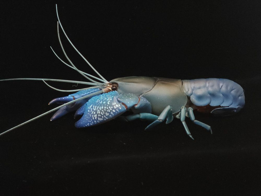 A model of a common yabby, which is a
Predominantly blue crayfish native to Australia. View from side, black background.