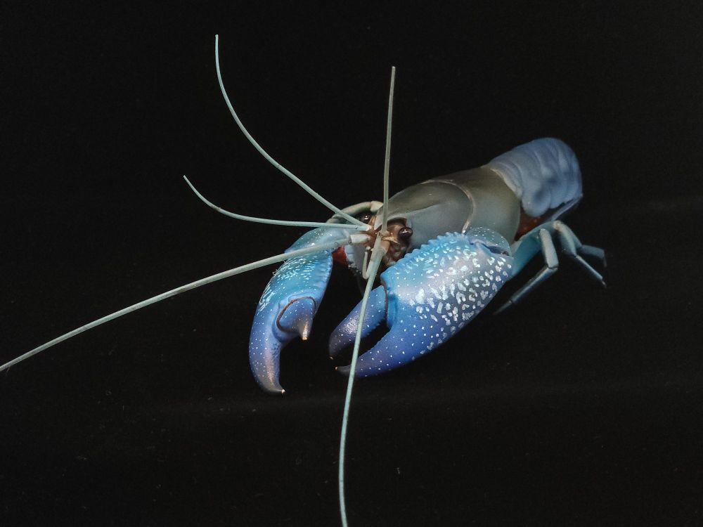 A model of a common yabby, which is a
Predominantly blue crayfish native to Australia. View from front, black background.