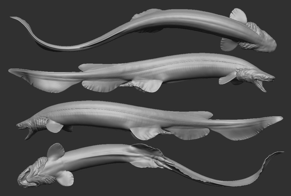 Screenshot of the digital model of a frilled shark, Chlamydoselachus anguineus. Viewex from the top, left, right and bottom. The species is long and eel-like, with bizarre triple-pointed teeth.