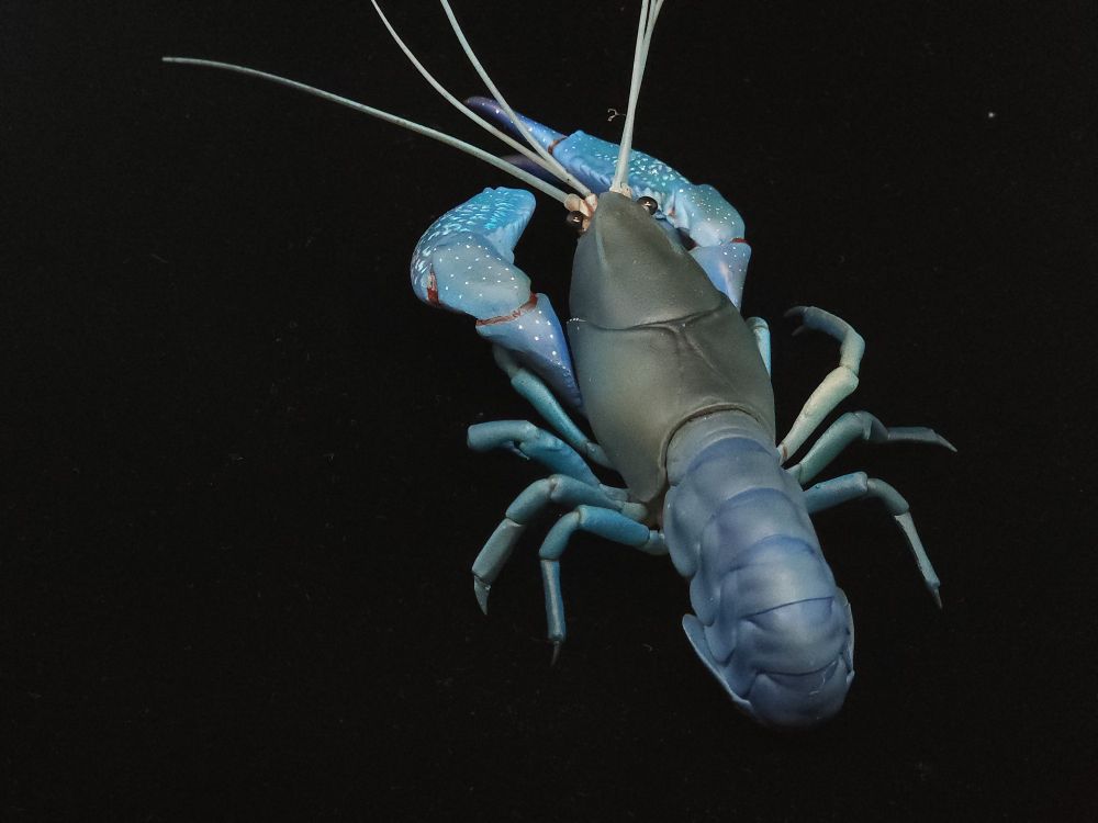 A model of a common yabby, which is a
Predominantly blue crayfish native to Australia. View from top, black background.