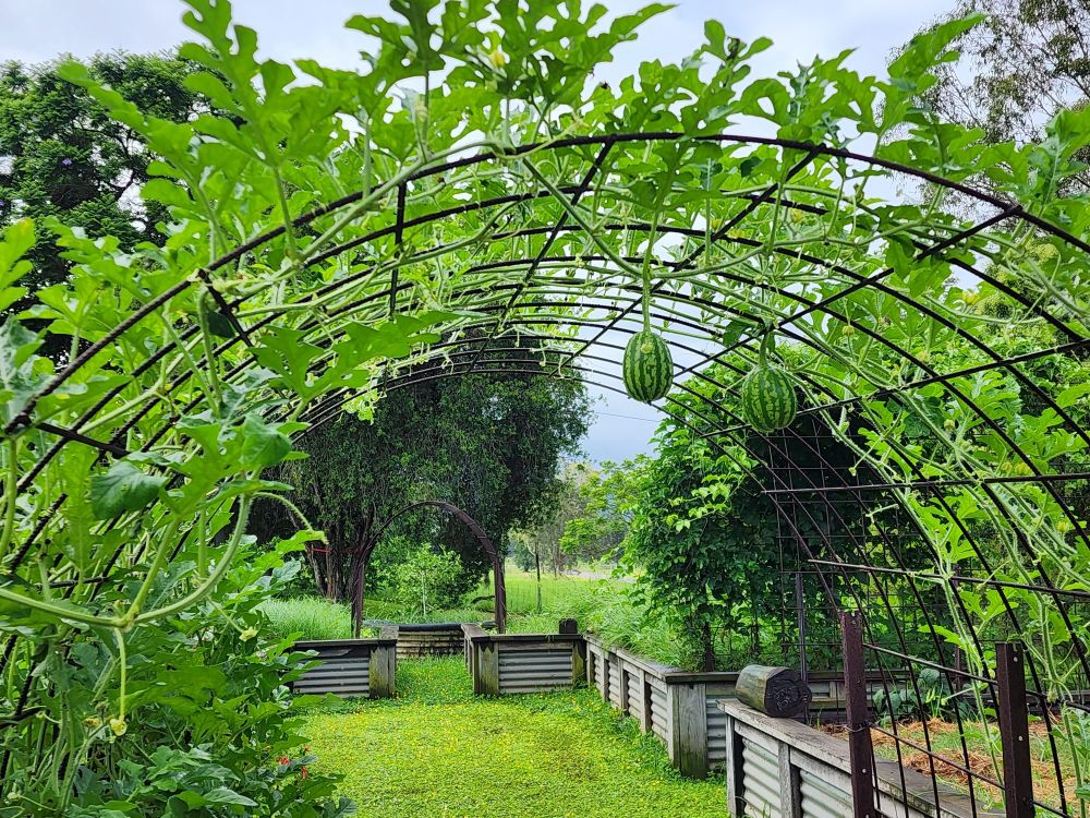 Watermelons hanging from a lattice arch, clearly not where they belong