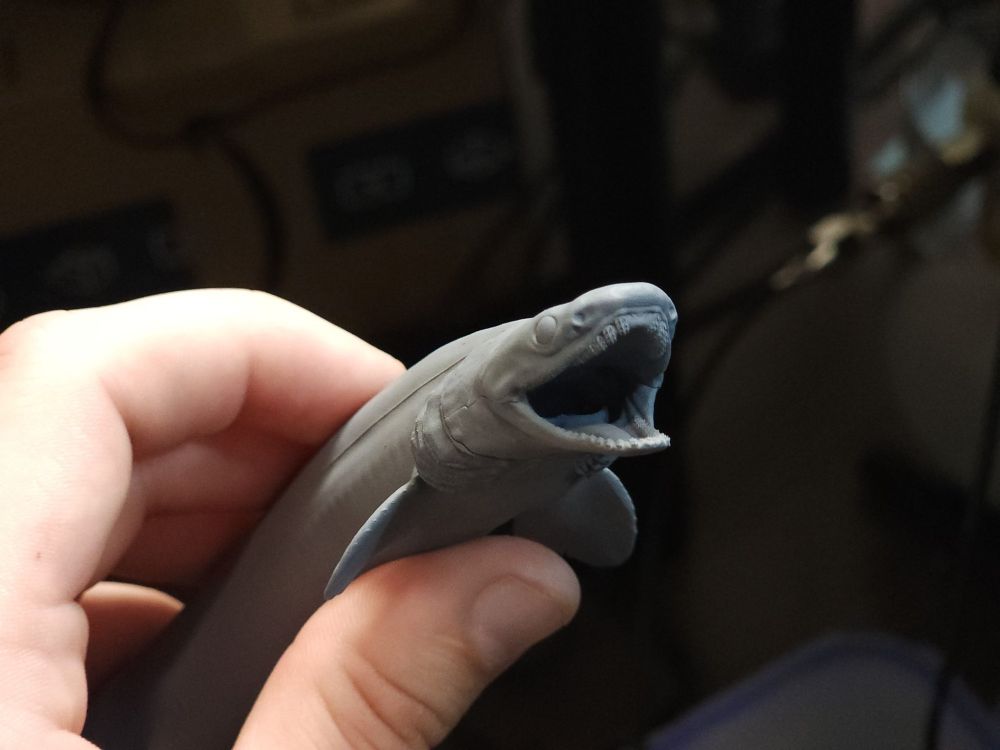 Photo of a print of the frilled shark, showing the face and bizarre teeth.
