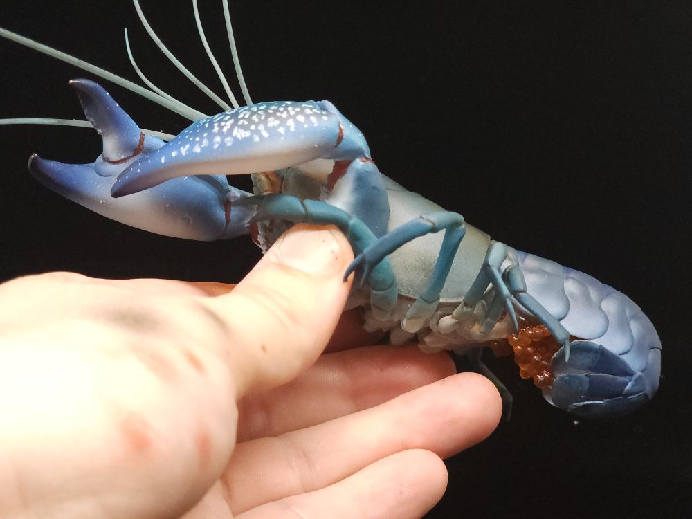 A model of a common yabby, which is a
Predominantly blue crayfish native to Australia. View from beneath, revealing orange eggs tucked under the tail, black background.