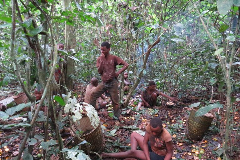 Baka people from Cameroon foraging in the forest.