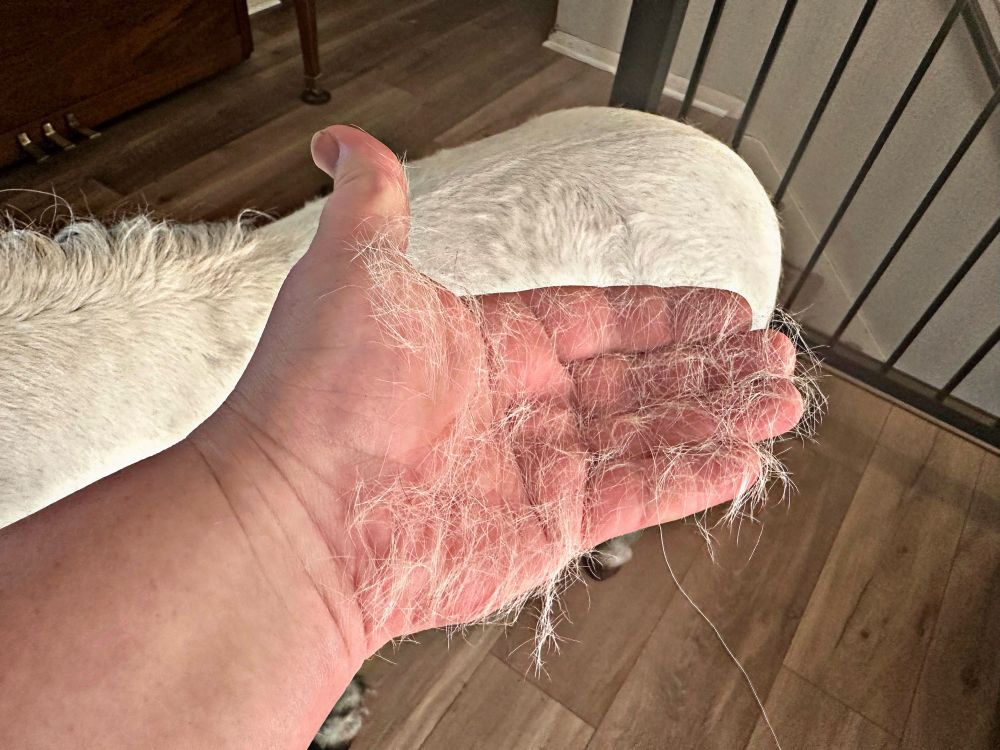 Abrea’s hand, covered in white hair. 